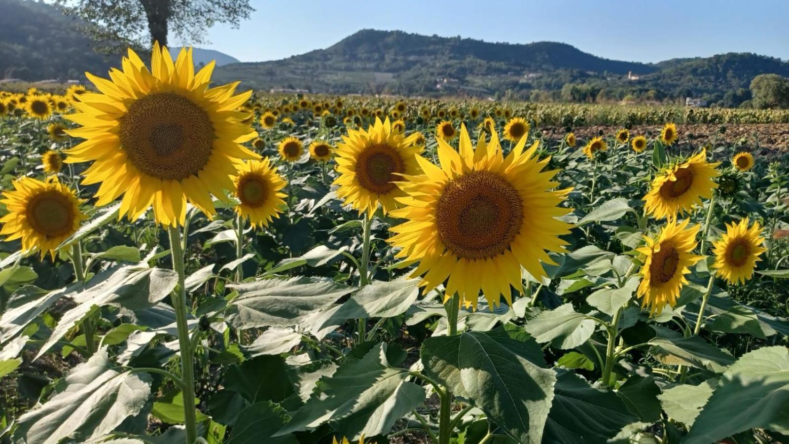 Appartamento Casa Vacanza Abano Terme Euganean Hills Holiday Teolo Екстер'єр фото